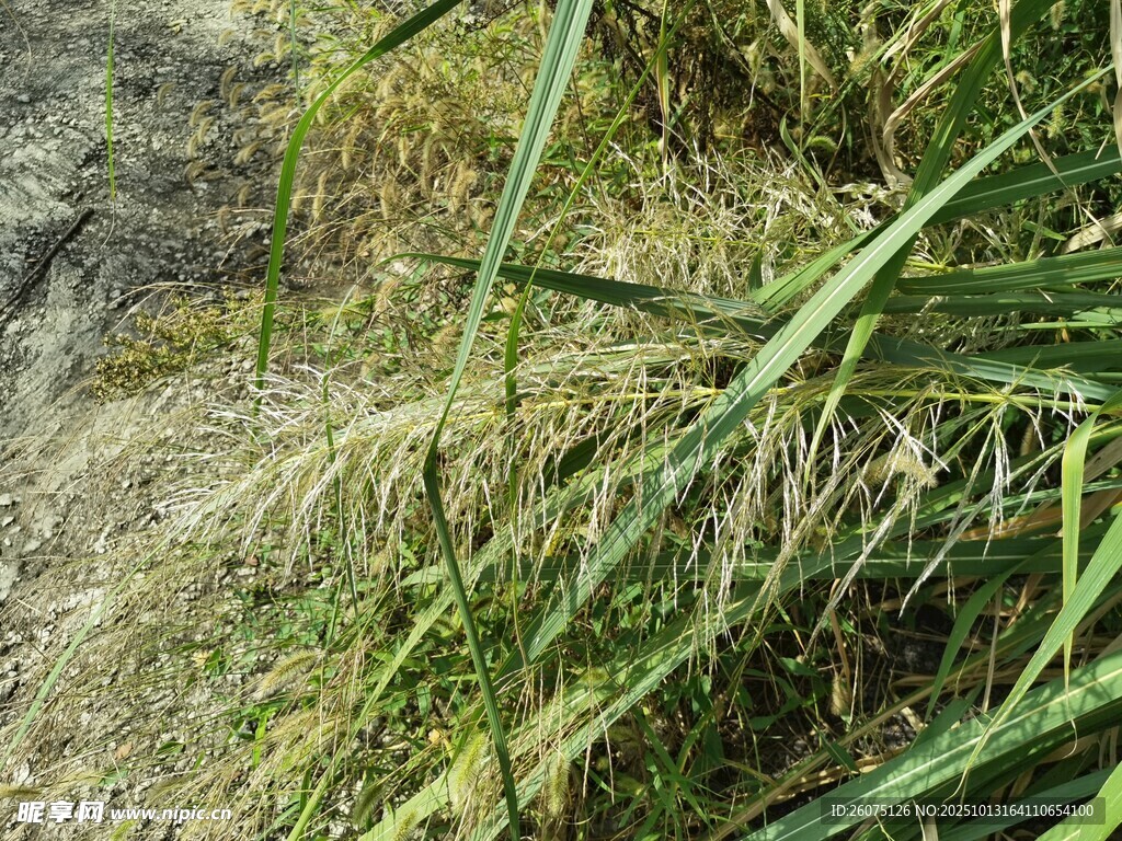田野中的茂盛绿色植物