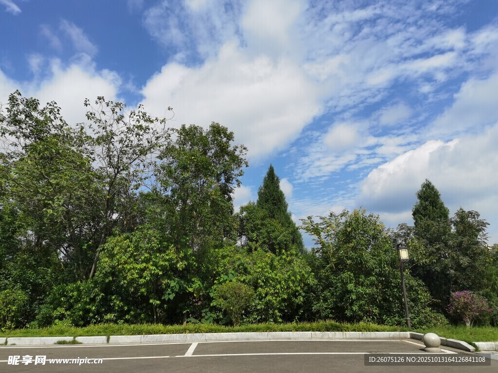 道路旁绿意盎然的树林