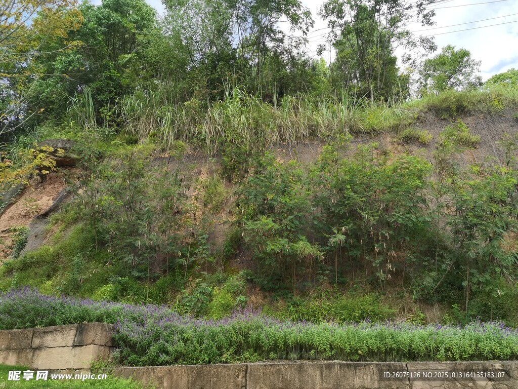 山坡绿植景观