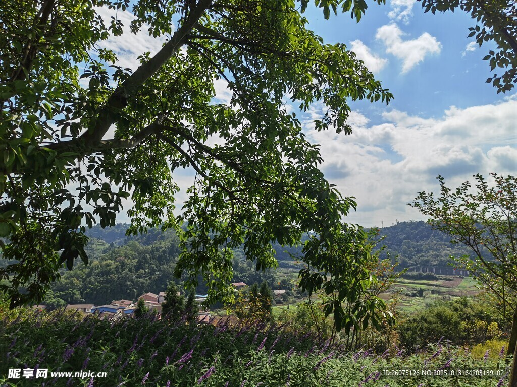 林间远眺风景
