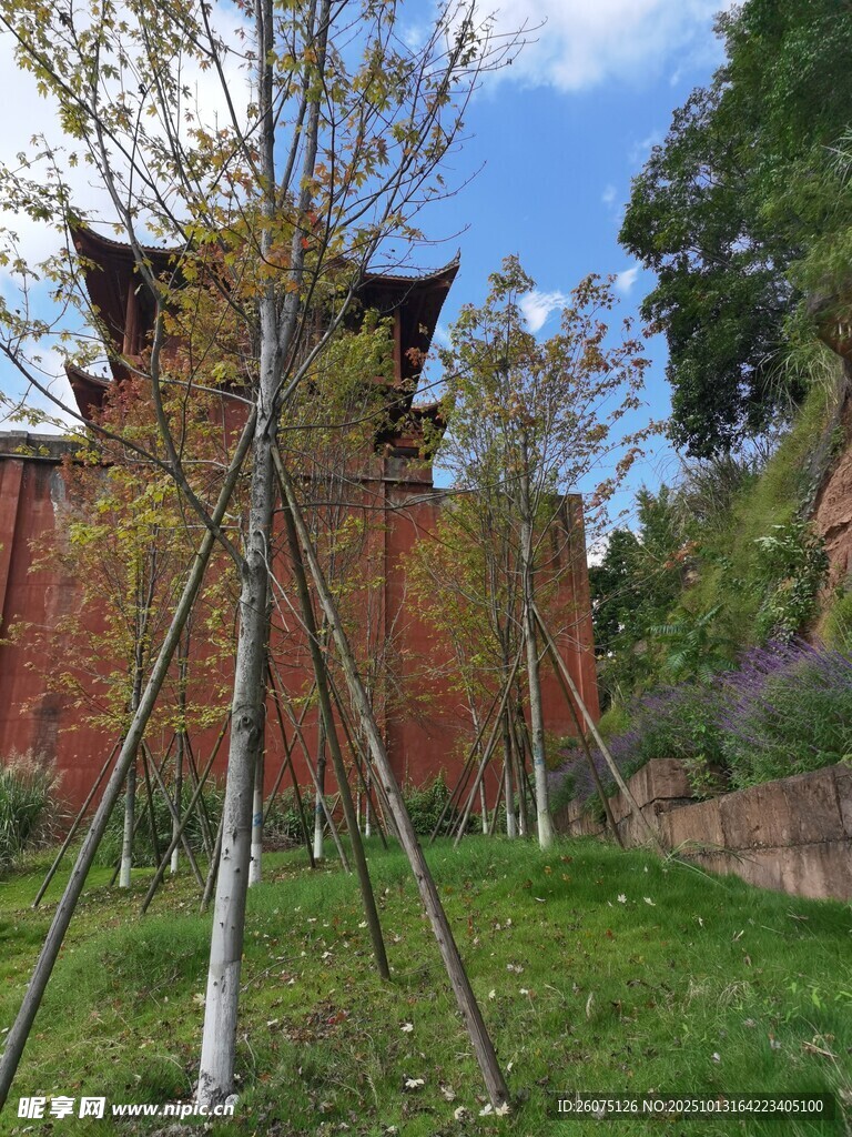 庭院中树木与红墙景致