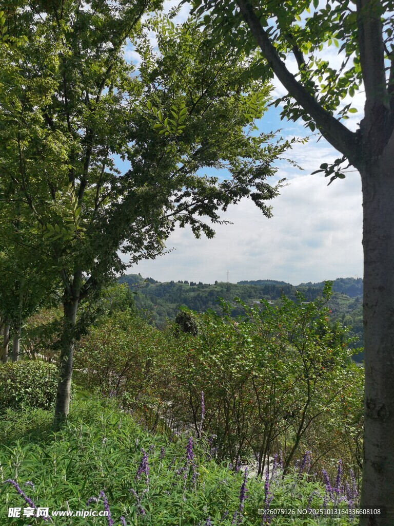 郊外绿意盎然的树木风景