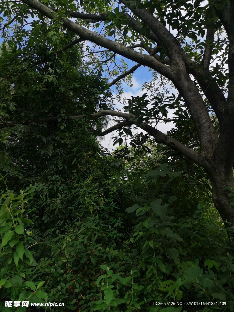 繁茂树林中的天空一角