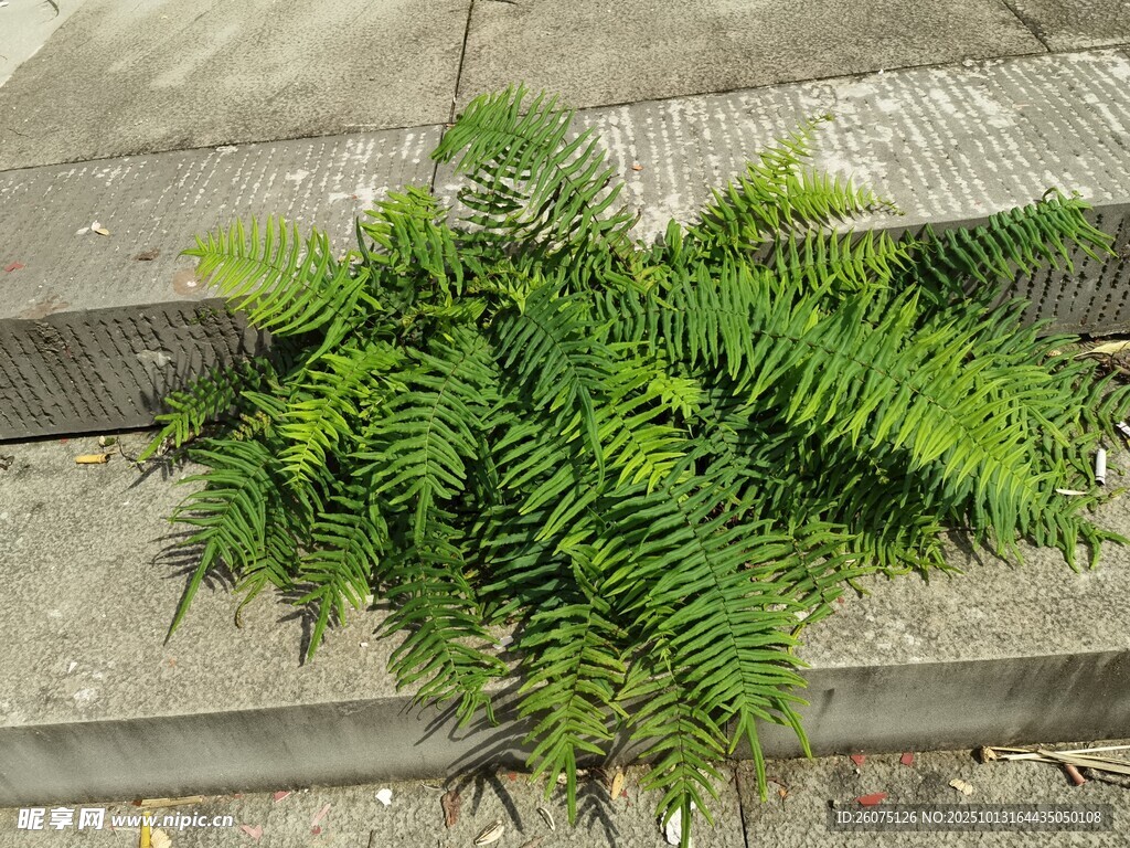 石缝中生长的翠绿蕨类植物