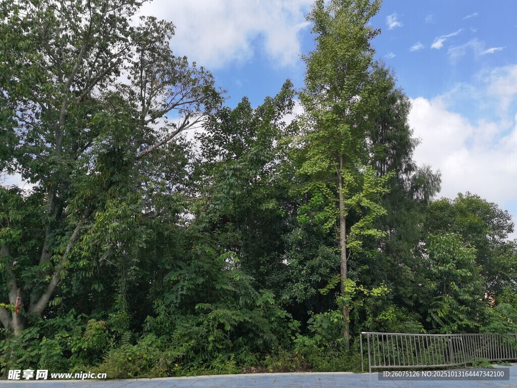 繁茂树林蓝天白云相伴