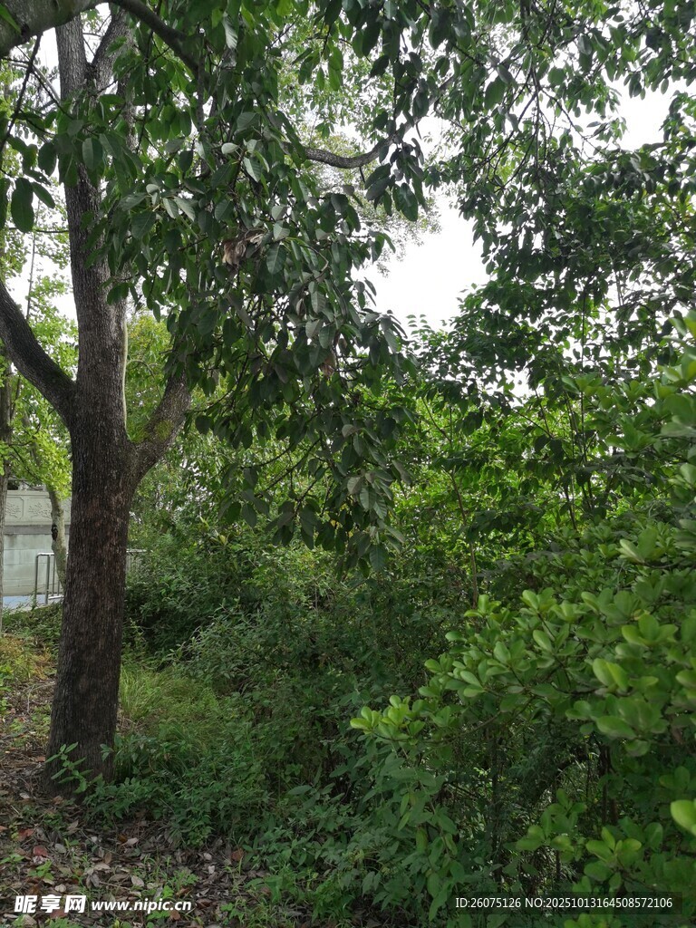 繁茂树林中的绿意景致