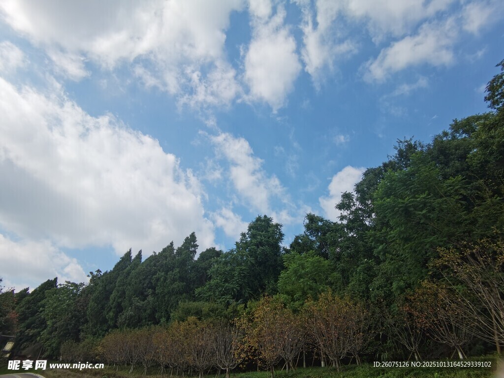 蓝天白云下的葱郁树林