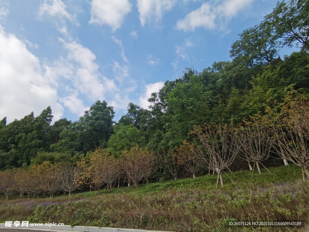 公路旁葱郁树林与蓝天