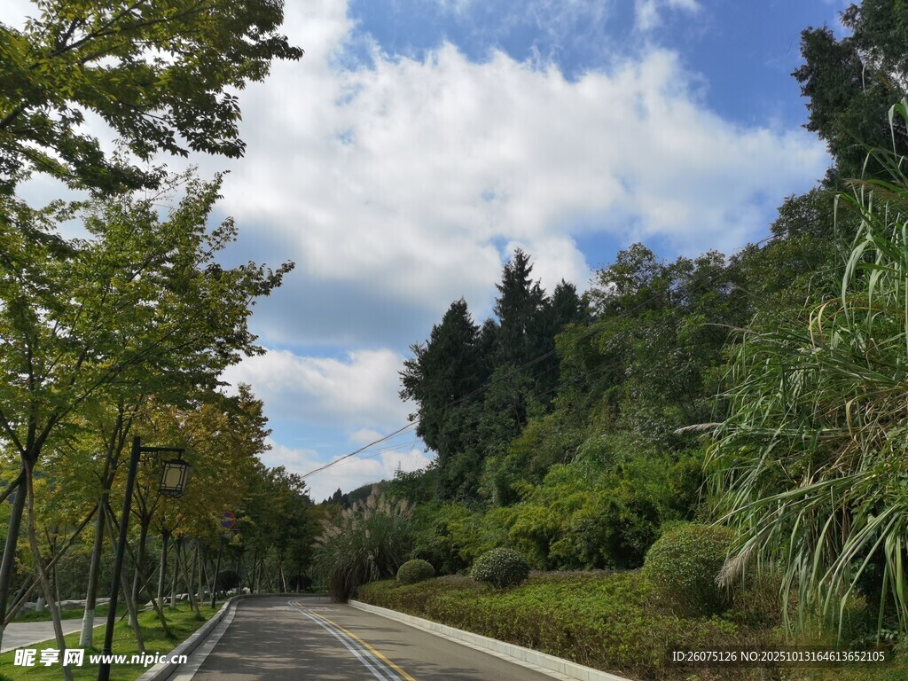林间公路美景