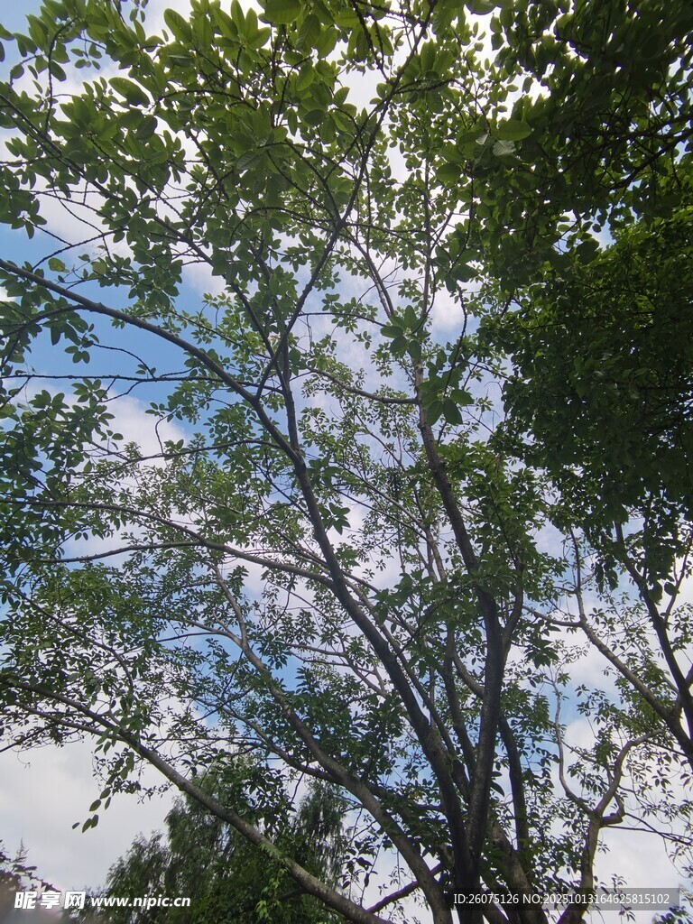 仰视绿树蓝天美景