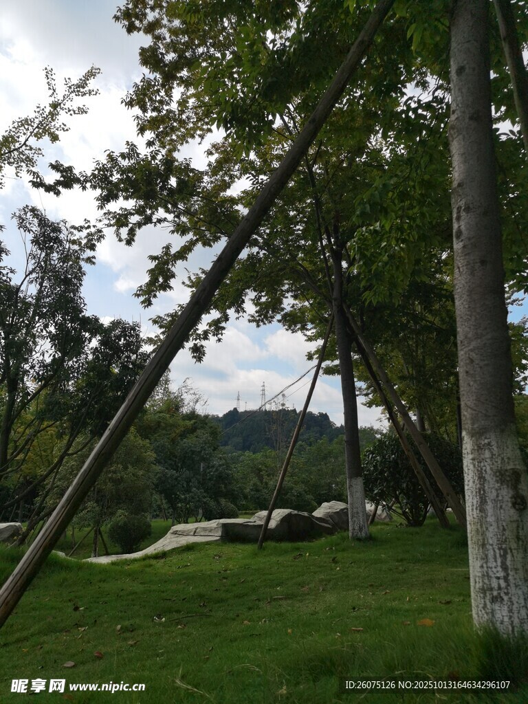 林间草地的静谧自然景致