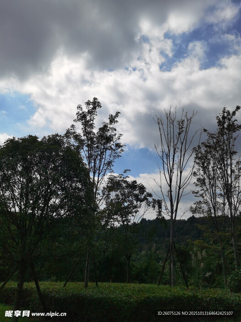 蓝天白云下的树林景观