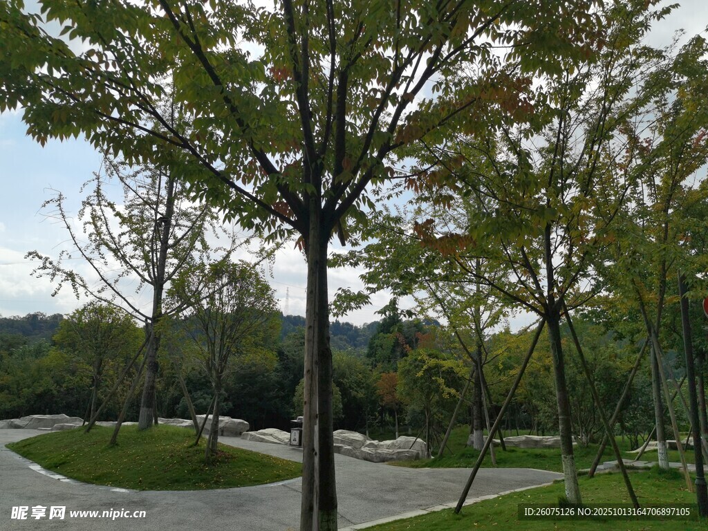 公园绿树成荫的静谧景致