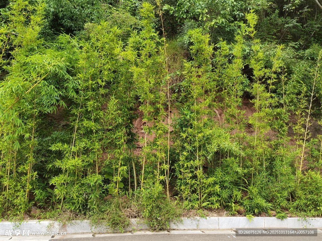 郁郁葱葱的绿色植被景观