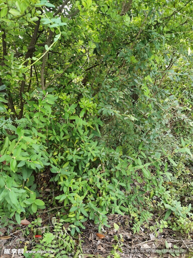 茂密绿植丛林景象