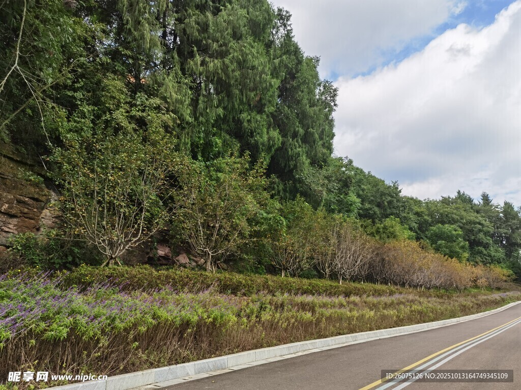 蜿蜒公路旁的葱郁山林