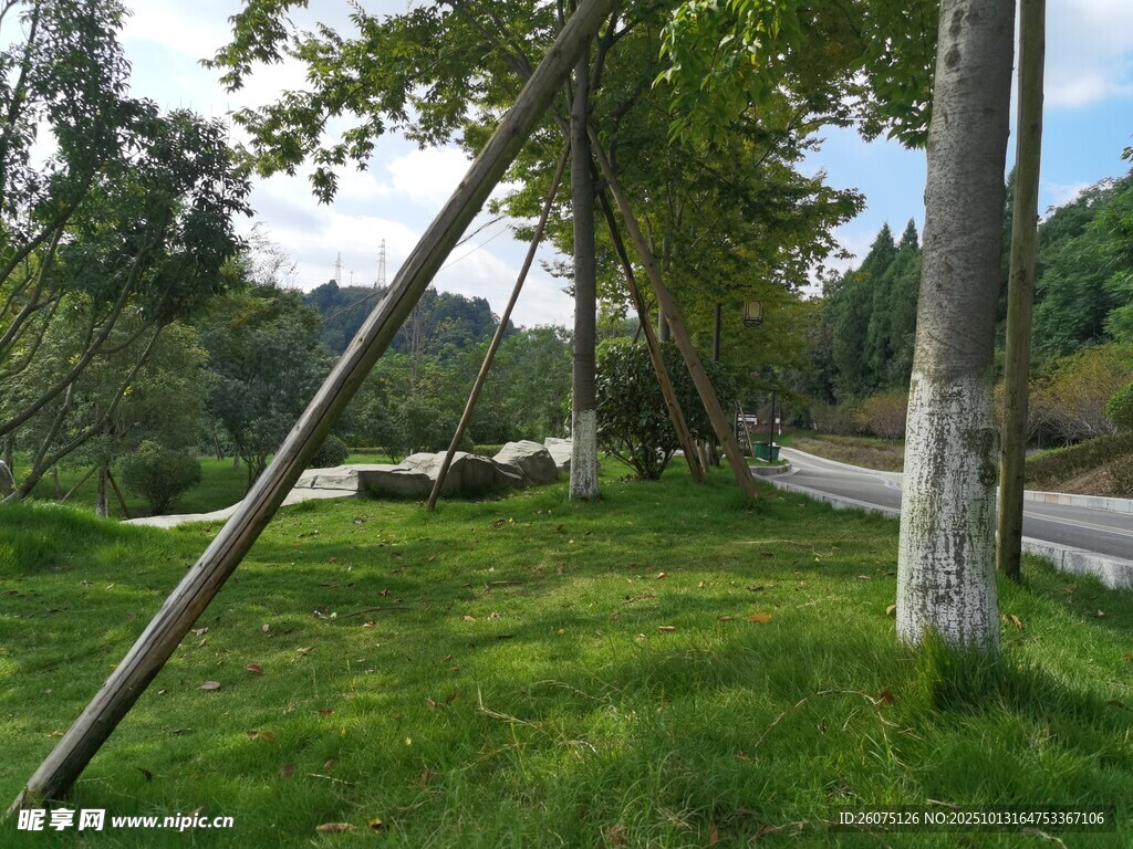 林间草地风景