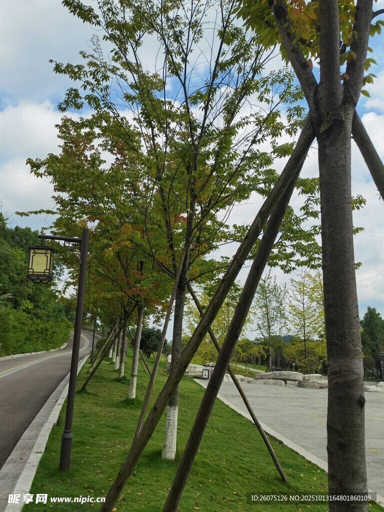 路边树木支撑景观