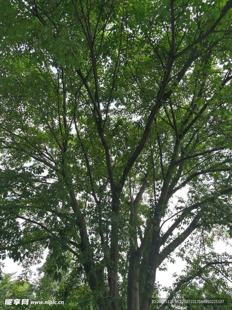 繁茂大树展现自然生机