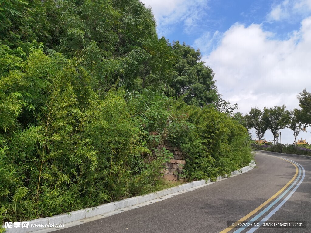 蜿蜒公路旁的葱郁植被