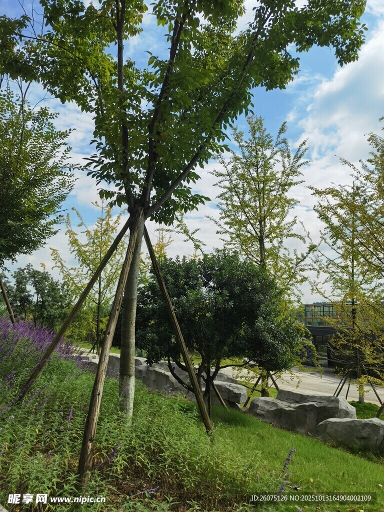 户外树木支撑场景