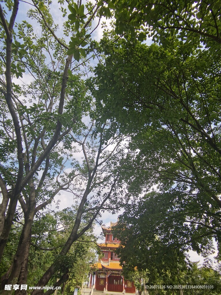 林间古亭绿意环绕