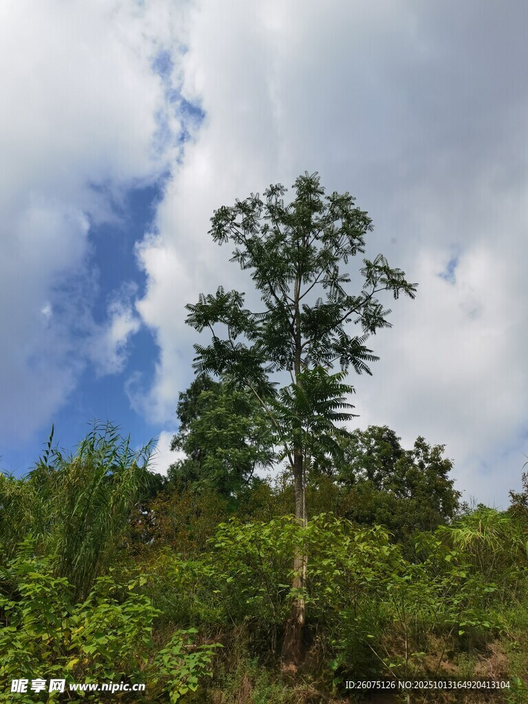 蓝天白云下的挺拔绿树