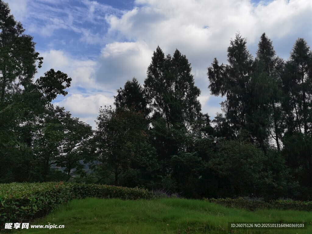 蓝天白云下的葱郁树林