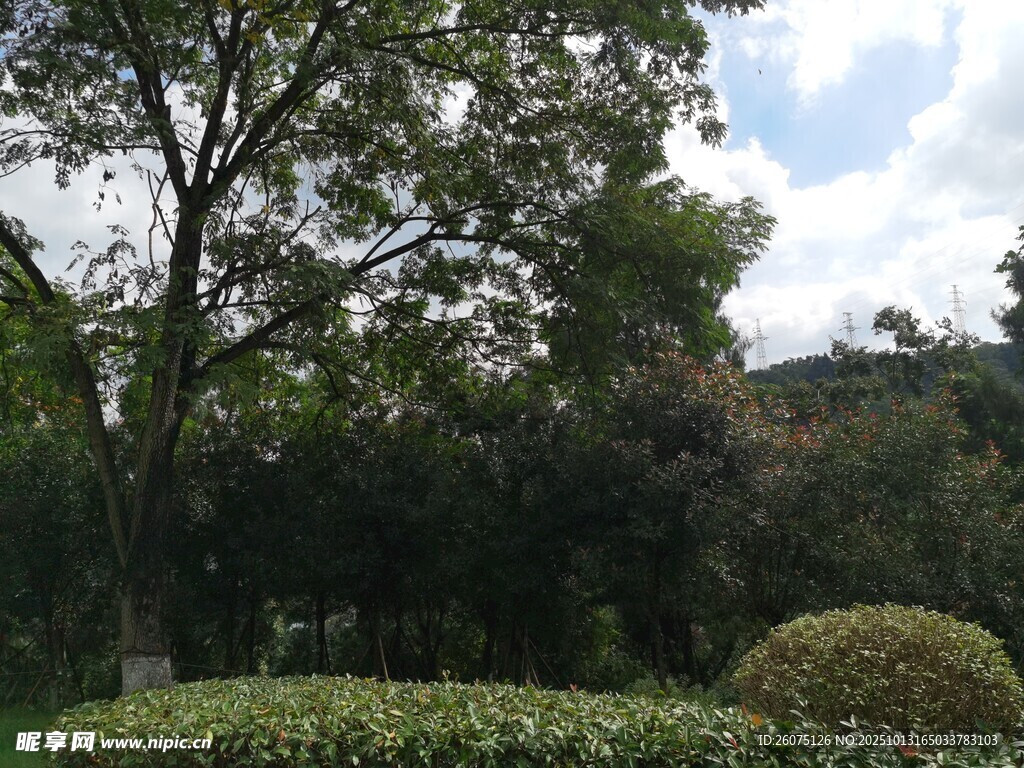 园林绿植景观