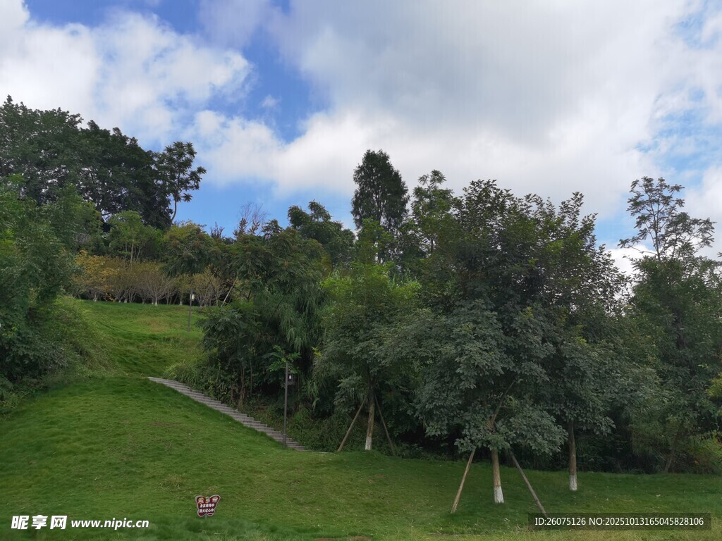 绿意盎然的山坡风景