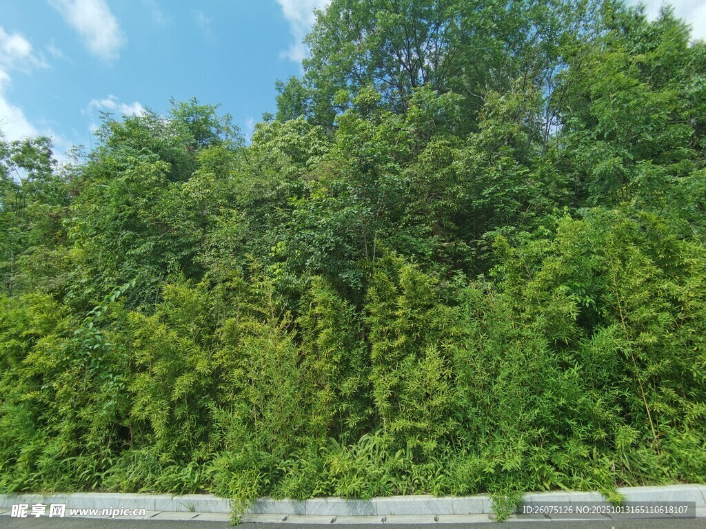 茂密绿意森林景观