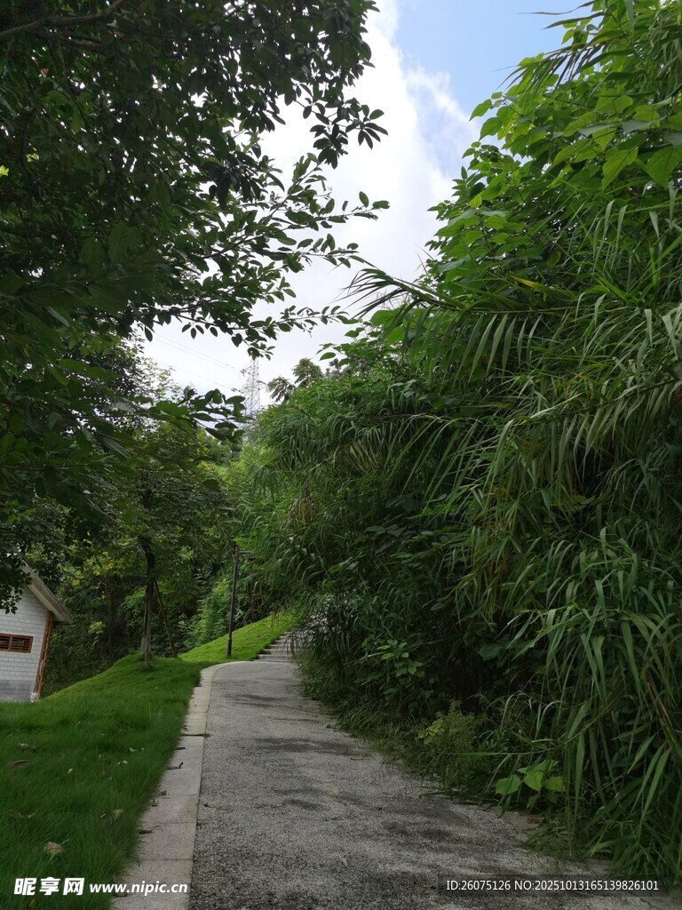 林间幽静小路