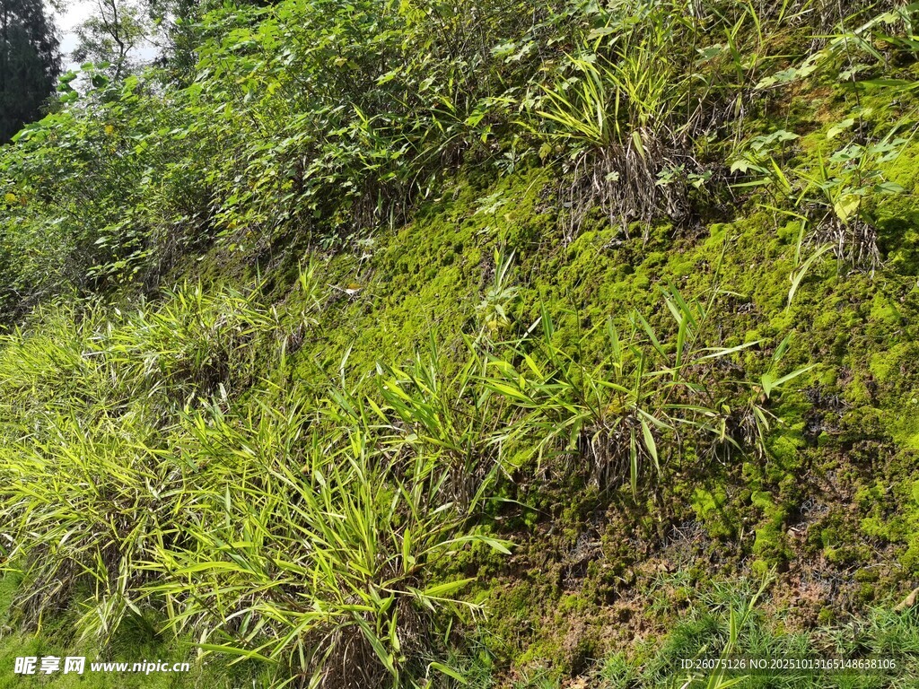山坡上的繁茂绿色植物