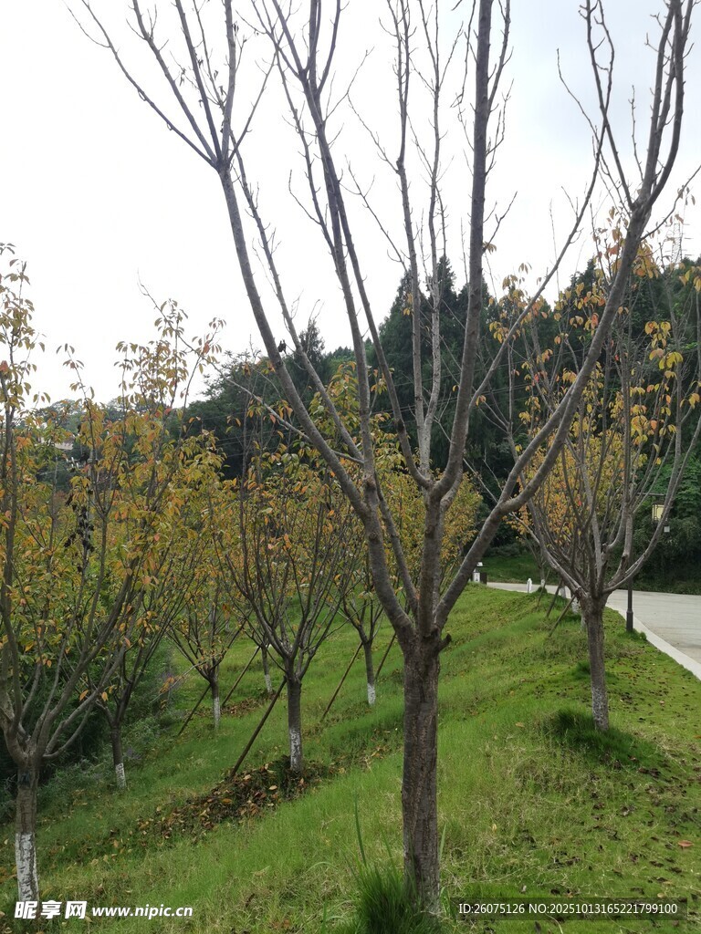 秋日郊野光秃树木与草地
