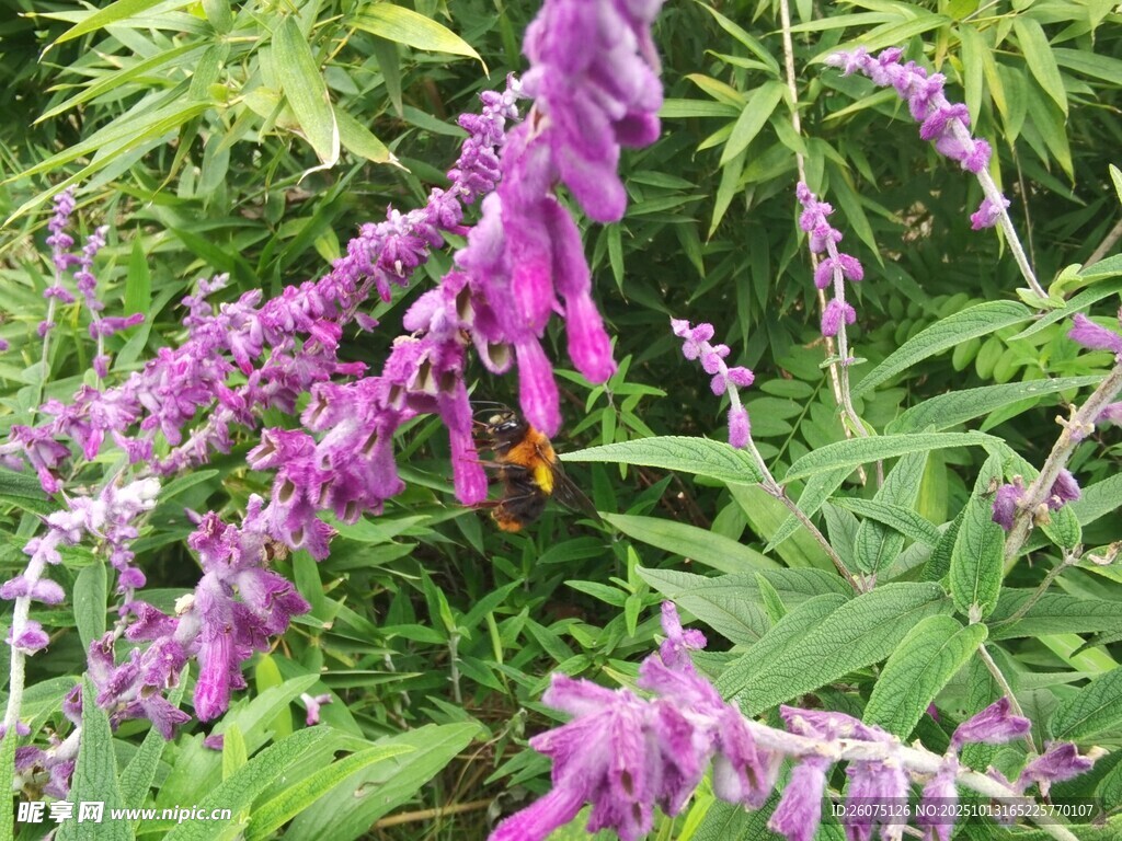 紫色穗状花卉特写