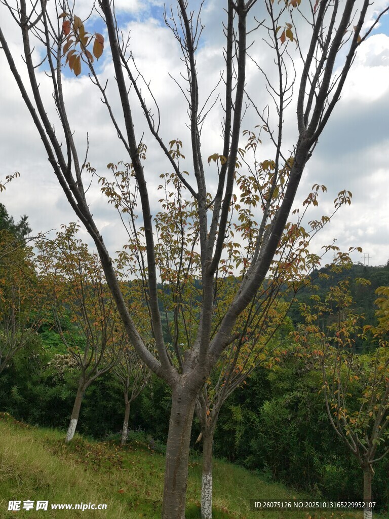 秋日郊野树木风景图