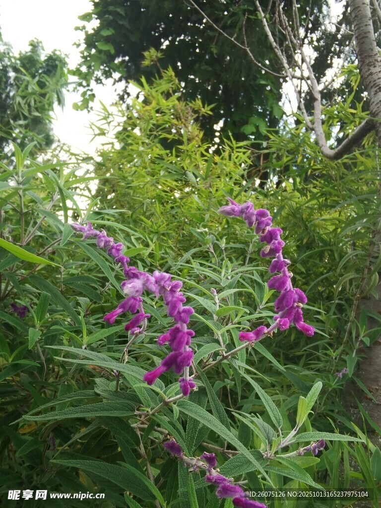 紫色花丛中的美丽景致