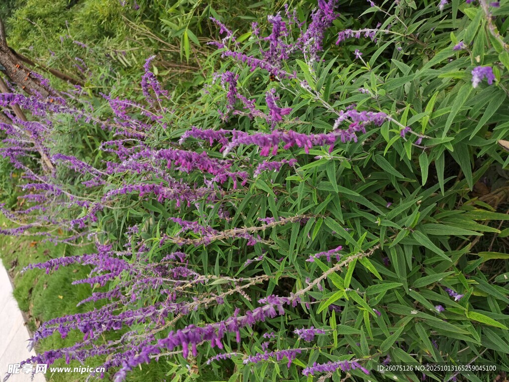 紫色细长穗状花朵绿植
