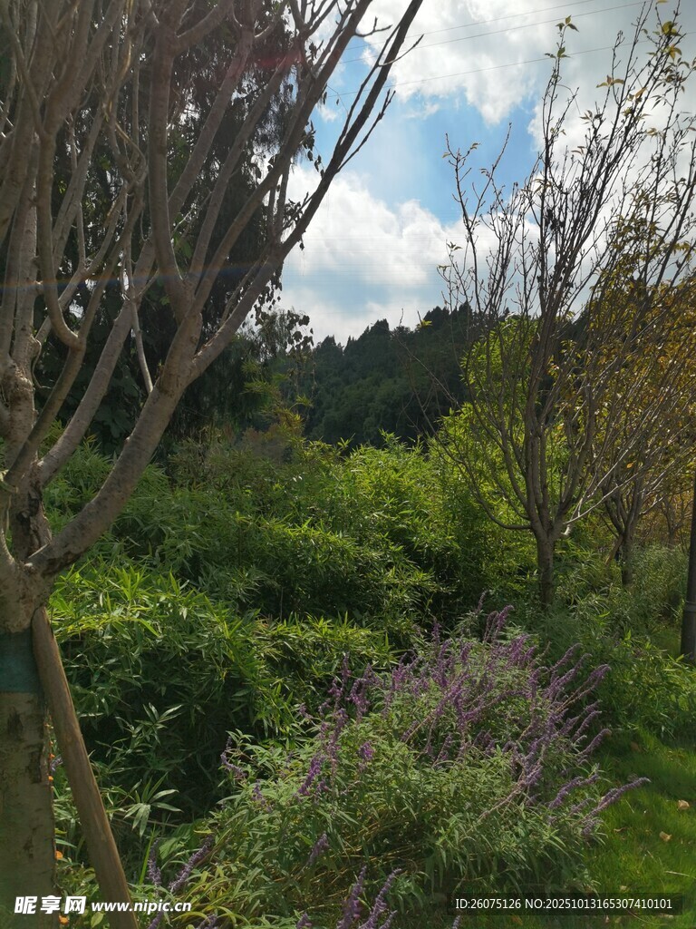 绿意盎然的林间自然景致