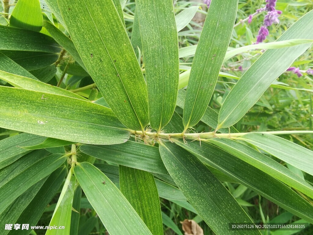 翠绿宽大的植物叶片特写