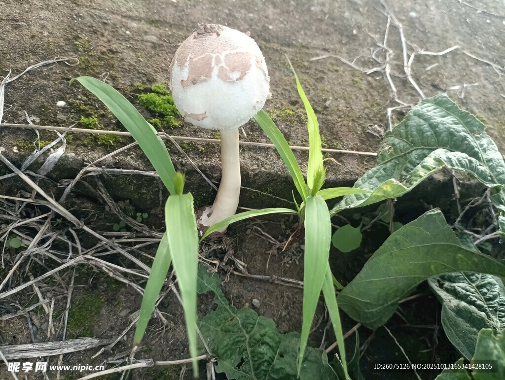 野外生长的白色蘑菇
