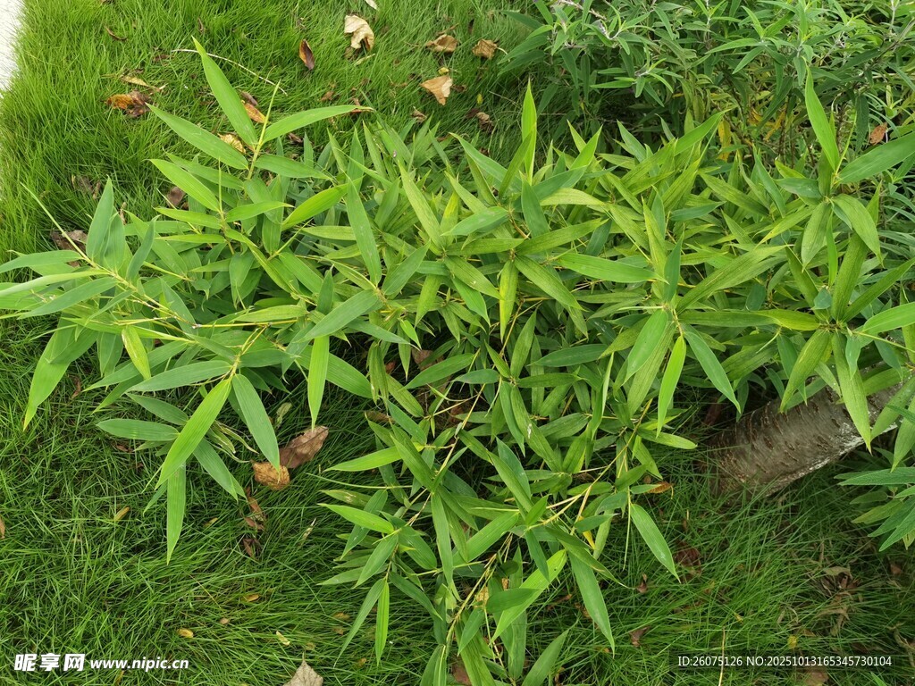 翠绿植物生机盎然