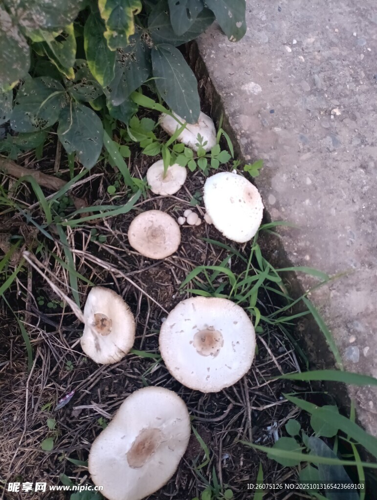 地面上生长的几朵白色蘑菇