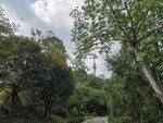 林间小道绿意盎然的自然景