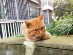 橘猫趴坐于石台上