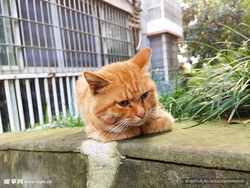 橘猫趴坐于石台上