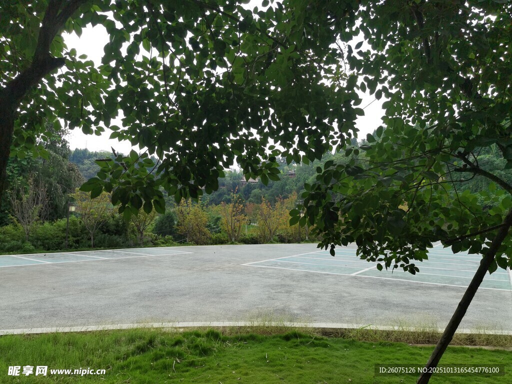 雨中河畔绿树风景