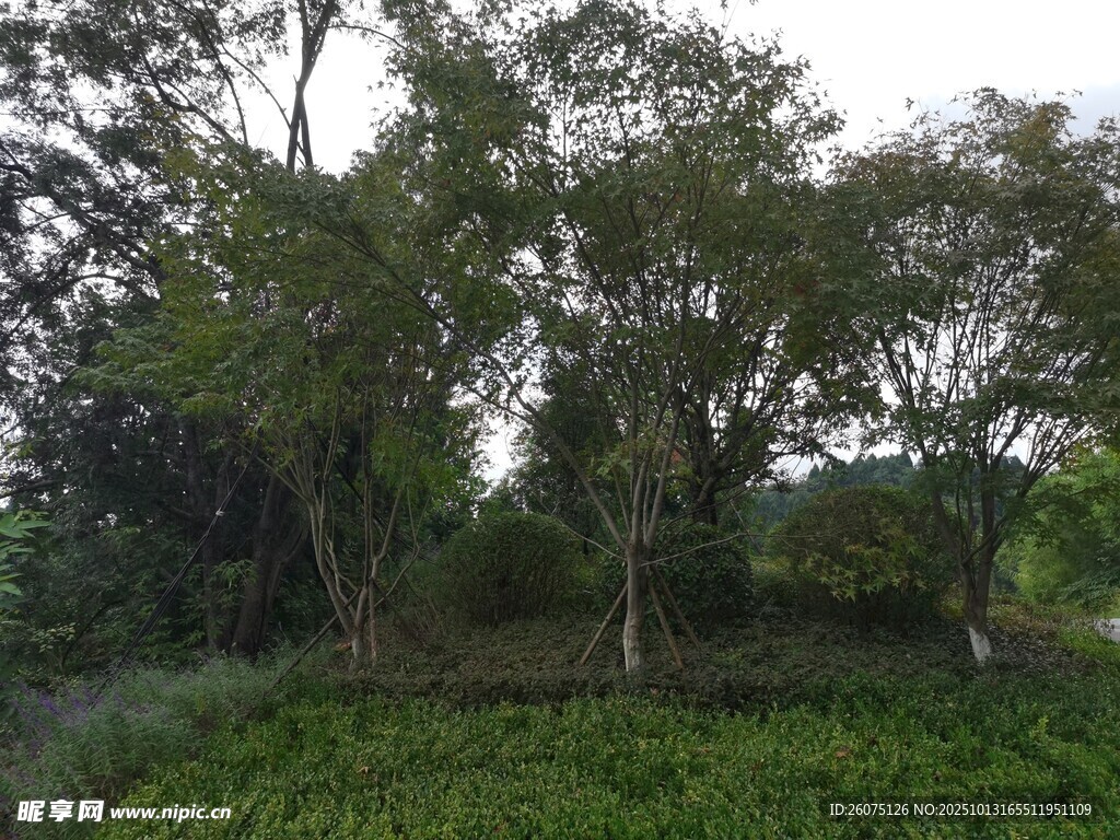 绿意盎然的树林景观