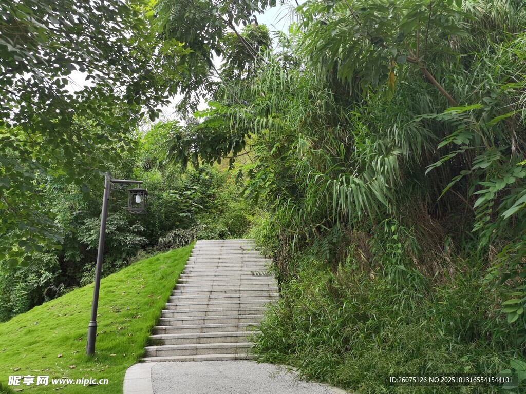林间石阶小道绿意盎然