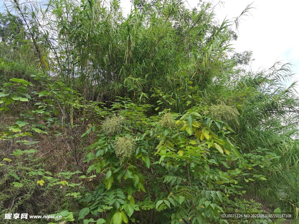 繁茂绿植景观